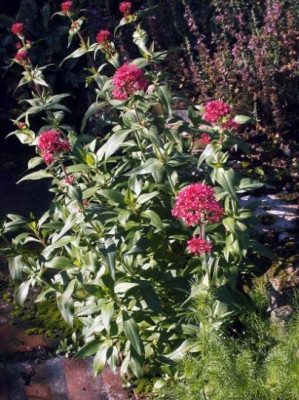 Centranthus_ruber0012.jpg