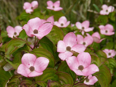 2015-06-22 Cornus kousa 'Satomi'.jpg