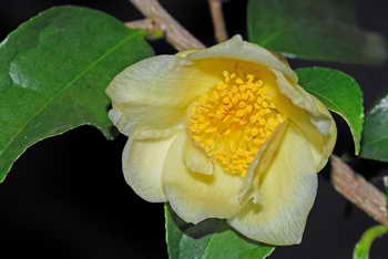Camellia_pingguoensis_0506_resize.JPG