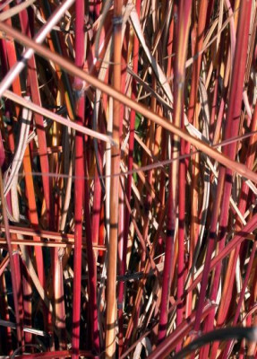 Miscanths_sinensis_Halme_001.jpg