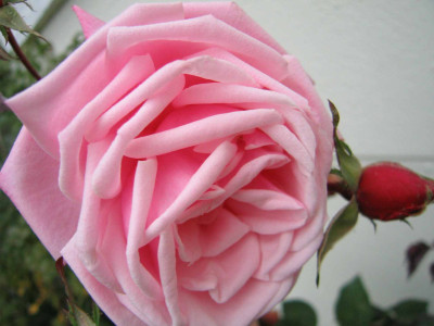 blossomtime2.jpg