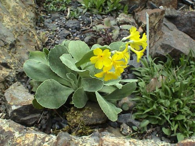 Primula_auricula_-_ohne_die_typische_Bemehlung.jpg