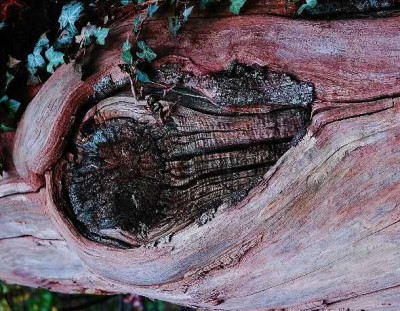 Holzstruktur_Marone_1_01-11-05.jpg