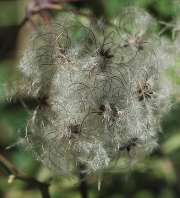 Clematis_X_1_30-10-05.jpg