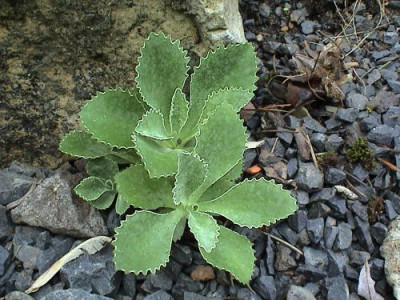 Primula_auricula_-_interessante_Blattform.jpg
