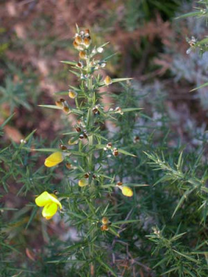ulex01.jpg