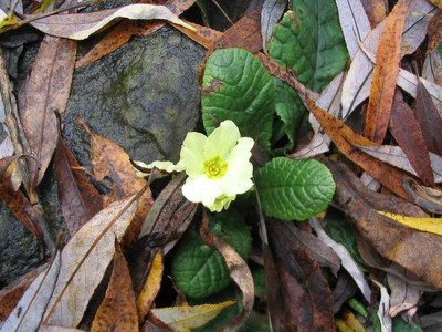 Primula_vulgaris_im_November__f.jpg