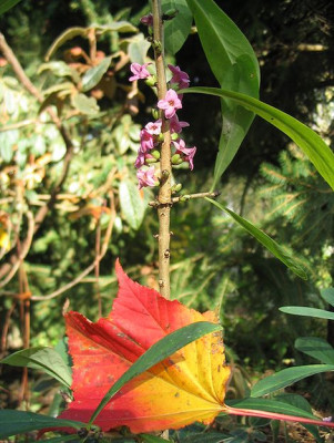 Daphne_mezereum_im_November___f.jpg