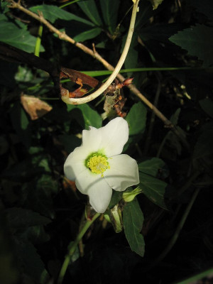 Helleborus_niger_im_November___f.jpg