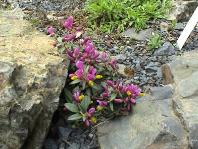 Polygala_chamaebuxus_Grandiflora.jpg
