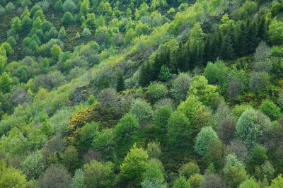 Wald_1_21-05-05.jpg