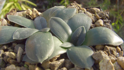 Drimia_ciliata_Rosette.jpg