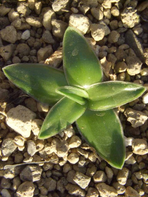 Drimia_rosulata_Rosette.jpg