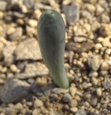 Ornithogalum_unifoliatum.jpg