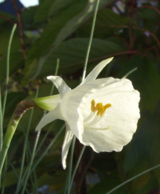 Narcissus_cantabricus_ssp._foliosus1.jpg