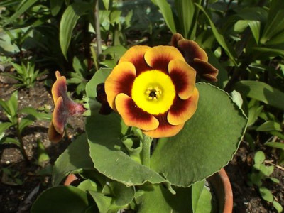 Show-auricula_1.jpg