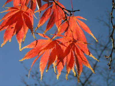Ahornblaetter-im-November.jpg
