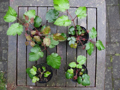 Astilbe Tiarello Sämlingsvergleich I (Kopie).jpg