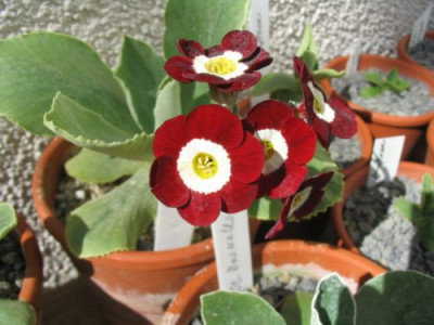Show-auricula_2.jpg