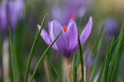 Crocus-Nov-1.jpg