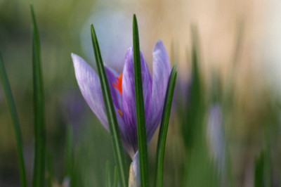 Crocus-Nov-2.jpg