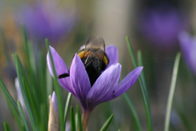 Crocus-Nov-3.jpg