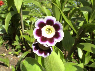 Show-auricula_3.jpg