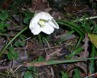 DSCN2445.jpg