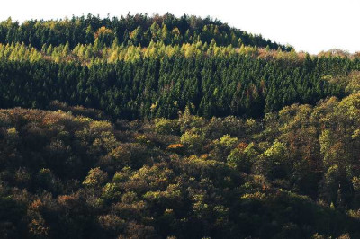Wald_1_06-11-05.jpg