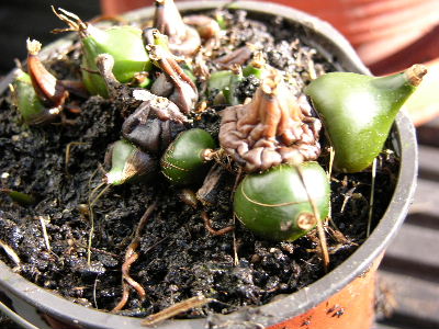 Pleione.JPG