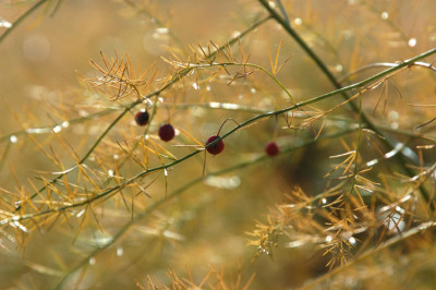 herbstinsKraut_N16001.jpg