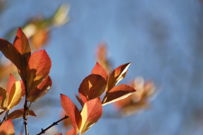 herbstlaub_N16027.jpg