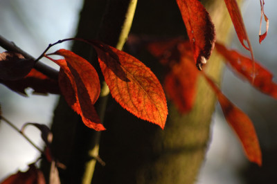 herbstlaub_N16036.jpg