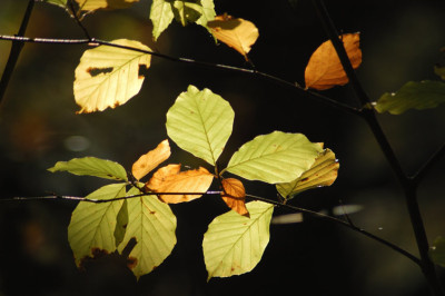 herbstlaub_N16009.jpg