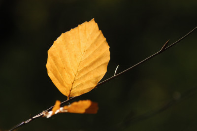 herbstlaub_N16011.jpg