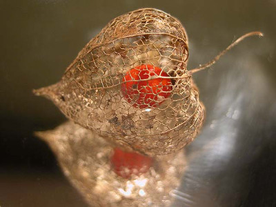 lampion43861a.jpg