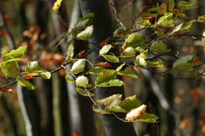 Wald_2_06-11-05.jpg