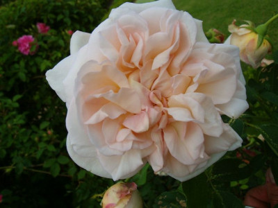 cymbaline3.jpg
