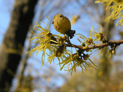 Hamamelis-erste-Blueten-061105.jpg