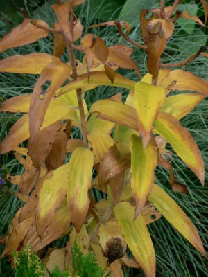 LilienImHerbst.jpg