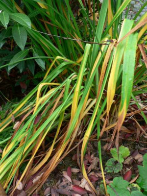 HerbstlaubTaglilien.jpg