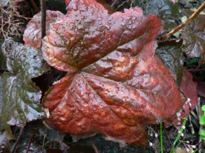 Heuchera.jpg