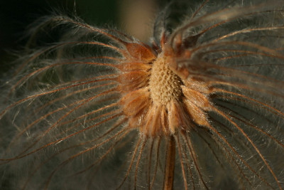 Clematis-Nov-1.jpg