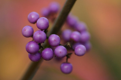 Callicarpa-Nov-1.jpg