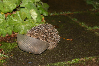 Igel-Nov-1.jpg