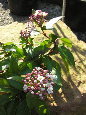 viburnum.jpg