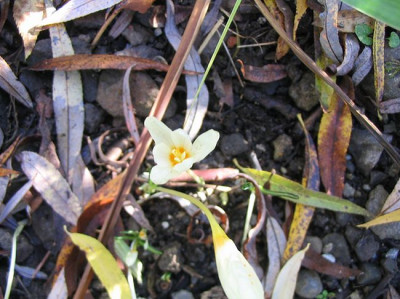 Crocus_ochroleucus__f.jpg