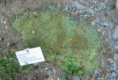 RaouliaAustralis.jpg