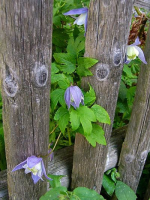 blue_princess_neugierig.jpg