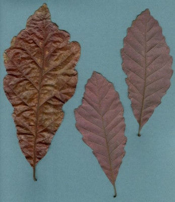 Quercus_michauxii_Laub_OBGB_10.05.jpg